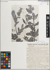 Foto von Salix mucronata Thunb.